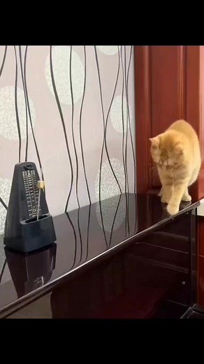 Hilarious Pet Videos Compilation