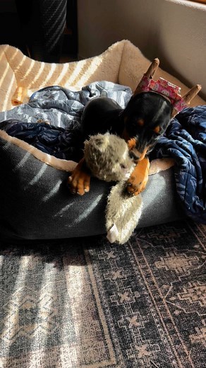 German Pinschers puppy games 💕🐾 | Daveren German Pinschers