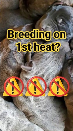 Never Do this to your Dog 🚨 | Breeding on 1st Heat Cycle #americanbully #canecorso | Breeding Tips