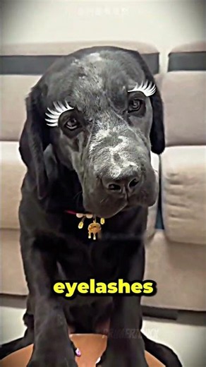 Dog Got Full Glam Makeup Makeover 💄🐶✨
