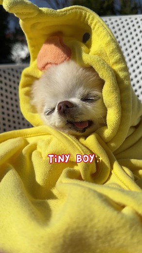 Adorable Tiny Chihuahua Cedric: The Epitome of Cuteness