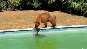 Watch as mama bear and cub take a relaxing dip in a pool