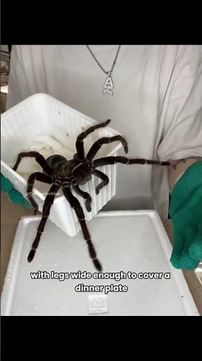 This Spider Is Bigger Than Your Face #viral #tarantula #spider