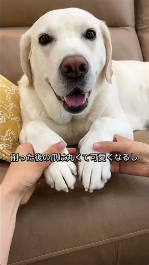 爪切り嫌いのワンちゃん必見👀これなら怖がらない！静音 LED ペットネイルグラインダー #ショート #犬 #ペットグッズ