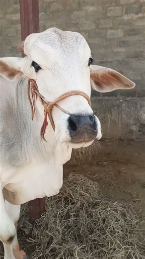 Amba amba hamba cow videos amba #viral #1million #bull #farming