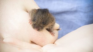 The extinction crisis in a warming world