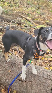 Jayne Pembroke MA Jayne is practicing being a trail dog with the help of all his new friends! https://www.petfinder.com/dog/jayne-72069144/ma/pembroke/australian-cattle-dog-rescue-association-inc-ny327 | Australian Cattle Dog Rescue Association (ACDRA) | Facebook