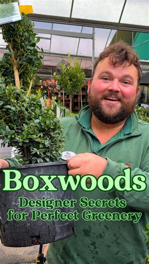 1.7K views · 445 reactions | 3 Designer Ways to Use Boxwoods (+ a...