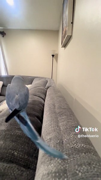 Charming Indian Ringneck Parrot Talking Video