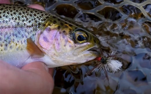 Terrestrial Flies for Trout: Top Patterns & When to Use Them | MidCurrent