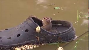 1.2M views · 43K reactions | WATCH: This news crew covering the flooding in the Netherlands found a mouse using a Croc shoe as a survival raft. The crew said it swam away when they tried to come near it. (: NOS) | Fox Carolina News | Facebook