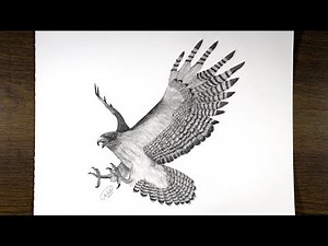 How To Draw A Falcon with a pencil || Drawing of a flying bird