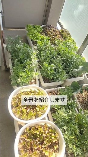 10種類以上の野菜を育てているベランダ菜園の全景を紹介します これから育てる野菜の参考にして下さい