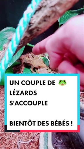 Comment des lézards se reproduisent : Éducation animale
