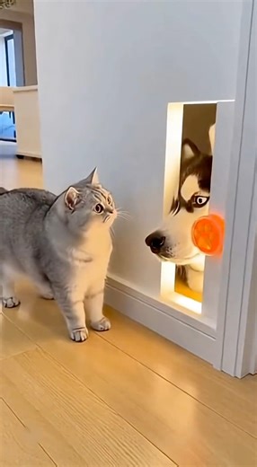 got amazing gear for puppy ha ha #funny #funny #crushingtime