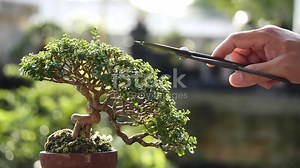 14K views · 625 reactions | Bonsai Styling and Design Principles:...