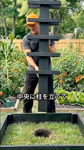 The reason why pumpkins are grown in the air