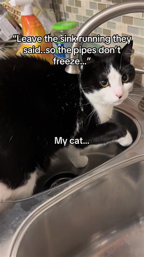 Cat's Last Bath Before the Storm