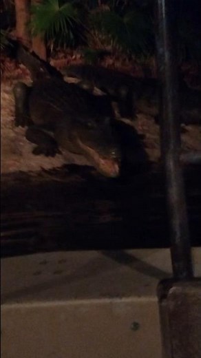 Disney World At Night Magic Kingdom Jungle Cruise Adventure Alligators