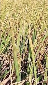 Harvesting Preparation with a Combi Machine. #Tani Mulyo . # Mulyanto SPP -S P M A. # videoShortd .