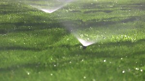 9K views · 18 reactions | Here's a "TreeTip" for you: Water more...