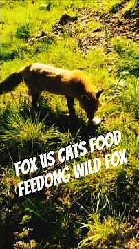 Fox vs cats' food | Fox finds a box of cat's food in a garden nature video