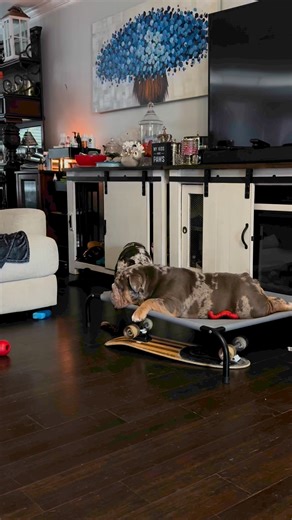 Barkley: Here we go again! Don’t touch my stuff! | Tabitha Jefferson Moore