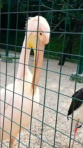 Pelican vs Stork size comparison while they mimick eachother 😆