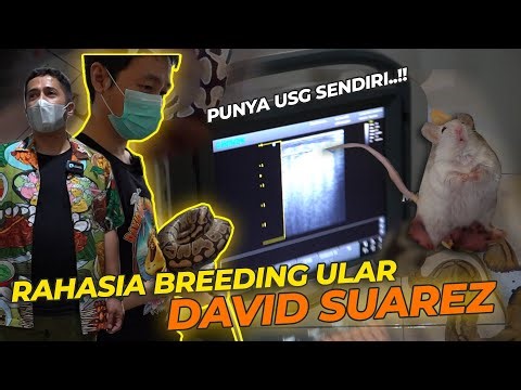 PUNYA USG SENDIRI DEMI TELUR2 ULARNYA SELAMAT