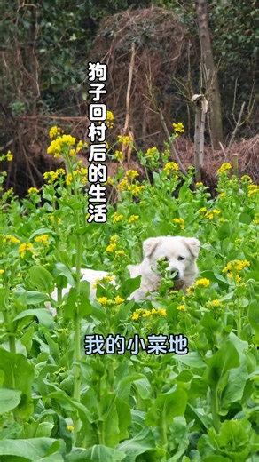去年9月份 菜园子里种的大白菜开花啦#萌宠 #乡村生活