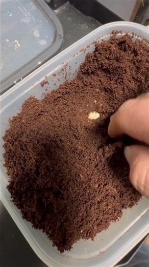 Gargoyle gecko 🦎 eggs 😮#reptiles #gargoyles #gecko #egg #gargoylegecko #shorts