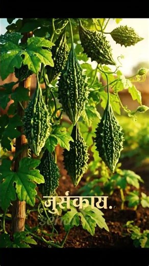 Amazing Slow Motion Shot of Ball Hitting Soil and Splashing Green Dust