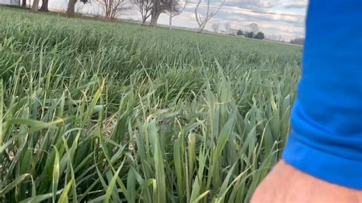 Most of our attention focuses on the price of fuel, N, P, K, and SBut plant yield is based on C, H, and Oxygen!!The more oxygen we can provide below the soil surface, the more CO2 above, and optimum moisture… and abundant ☀️ the higher the individual plant’s overyielding potential.Low population cereals create bigger, deeper plant roots. We can USE cereals in a natural PROXY war to provide more oxygen for soybean roots, more Carbon from exudating roots and straw, and mitigate saturated anaerobic