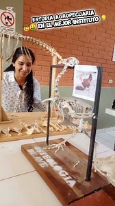 No pierdas tu tiempo⏰ Inicia tus estudios en la carrera agropecuaria.🤠🌱🌾 Instituto Tecnológico Superior "José Martí" para más información comunicate al 👉 72891754 o 71152299 | Lidzi salazar "Padillita"