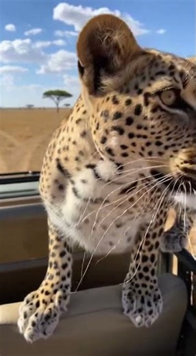 Unbelievable! Cheetah Leaps onto Safari Jeep During Wild Dog Chase - Africa Safari