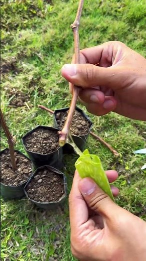 Powerful Natural Rooting Hormone Using Aloe Vera 🌱 | Plant Propagation Tip