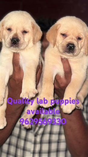 Quality lab puppies available # 9629569330 # Red Fort kennel