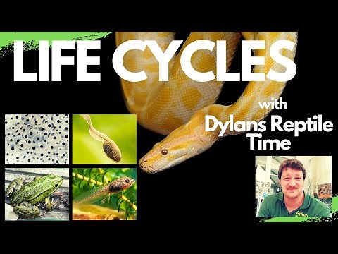 Life Cycles - Dylans Reptile Time