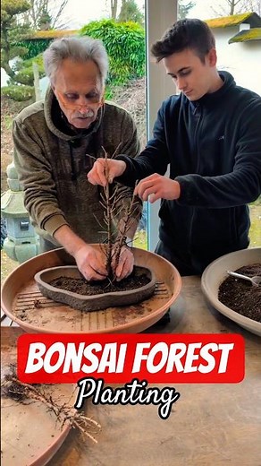 Planting bonsai forest. Step by step guide #bonsai #bonsaiforest #planting