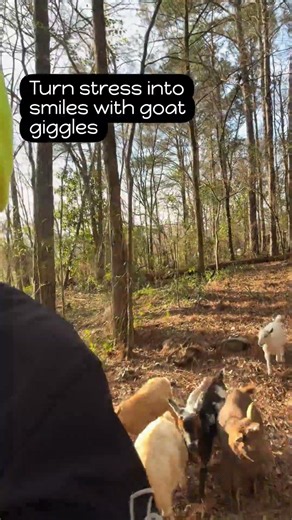 How Herds Turn Stress Into Laughter