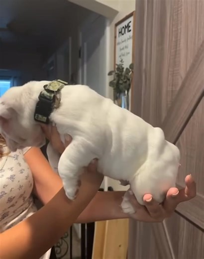 Available puppies #englishbulldog #bulldog #bulldogsofinstagram #englishbulldogsofinstagram #dogsofinstagram #dog #bulldoglife #bulldoglove #bulldogs #puppy #englishbulldogs #dogs #englishbulldogpuppy #bulldogpuppy #bulldoglovers #bulldogsofig #bully #englishbulldoglovers #puppiesofinstagram #puppylove #frenchbulldog #englishbulldogsofig #puppies #dogoftheday #englishbulldoglife #bulldogdays #britishbulldog #igbulldogs #dogstagram #instadog | English bulldog puppies for adoption | Facebook