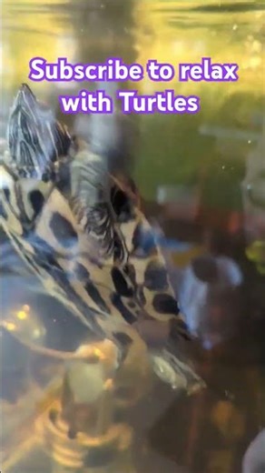 relax with #turtles #relaxing #music
