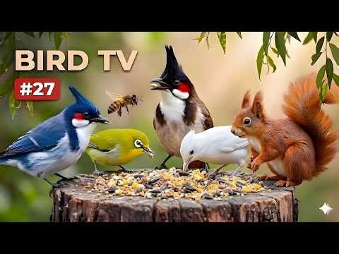 Bird TV 4K 🐦 Cats Can’t Stop Watching This! Fast Birds & Insects | 4 Hour
