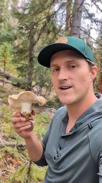 How to find Matsutake mushrooms!