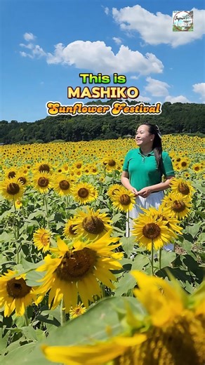 🌻 Mashiko Sunflower Festival 🌻 2025 Information 🌻 Event Period: Saturday, August 9th to Monday, August 11th, 2025 💛 [Sunflower Field Open] August 9th (Sat) - 15th (Fri) 📍 Location : Kamiyama, Mashiko Town in Tochigi Ken (approximately 800m from Mashiko Roadside Station) | Japan Explore