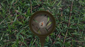 Ant [Free Base Avatar]