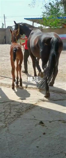 How horse breeding and training work Daily Work
