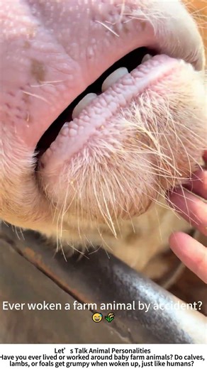 Sleepy Calf Gets Disturbed – Farm Life Unfiltered