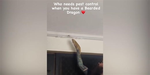 Así se solucionan las plagas de arañas gigantes en Australia