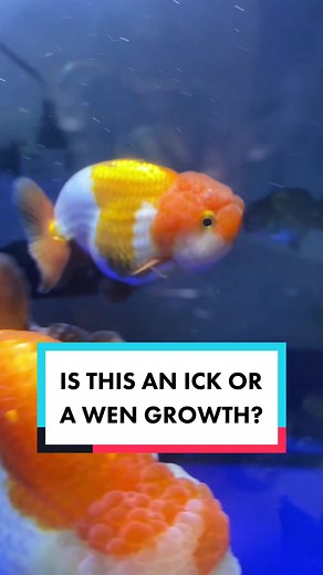 Ick or a wen growth? #ranchu #lionchu #fish #goldfish #fyp